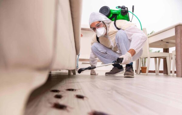 Why Termite Damage Is a Growing Issue for Tulsa Brick Homes