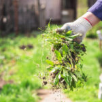 How to Control Weeds in the Carolinas